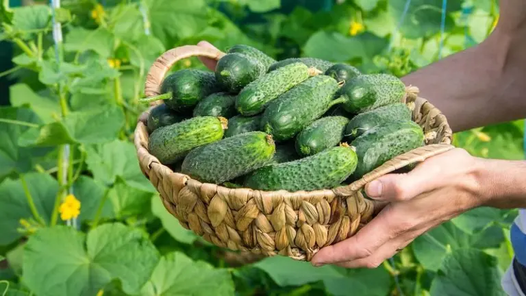 Pasigaminkite agurkams skirtą trąšą iš vieno ingrediento – tai tikras vitaminų šaltinis!
