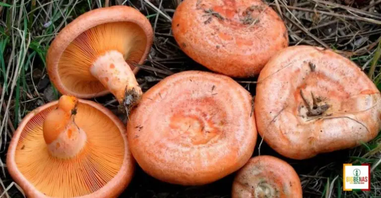 Grybai, kuriuos galima valgyti termiškai neapdorotus. TOP 5
