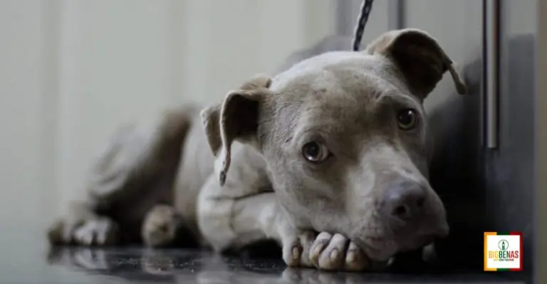Šuo prieglaudoje visą laiką tupėjo kampe ir atsisakė ėsti: padėjo veterinaras su 2 dubenėliais