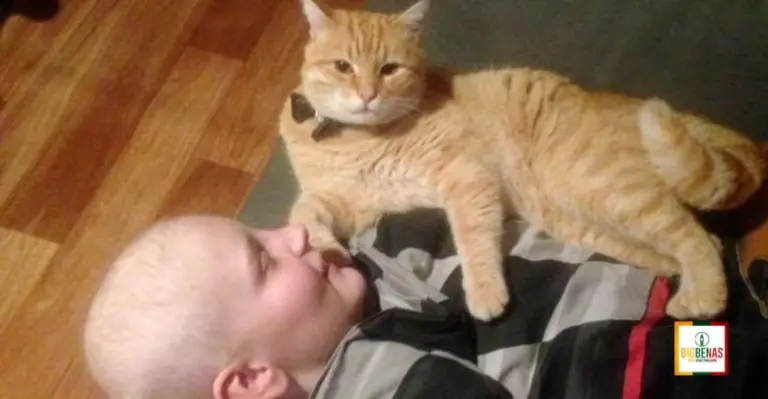 Mažas berniukas išgelbėjo katiną, o po 4 metų šis katinas jam atsidėkojo