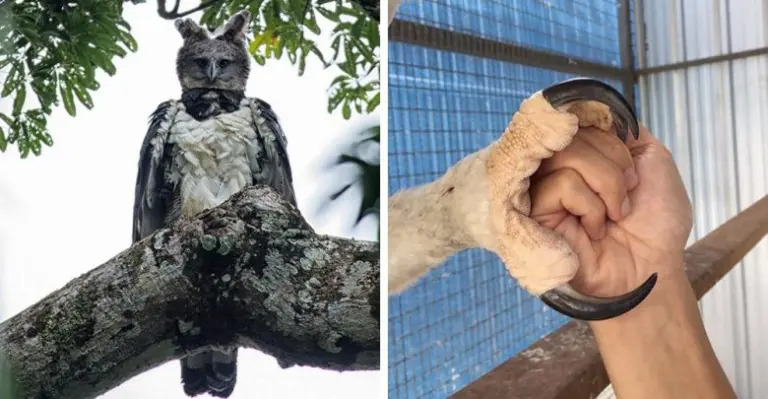 Harpija – paukštis, kurį palaiko persirengusiu žmogumi