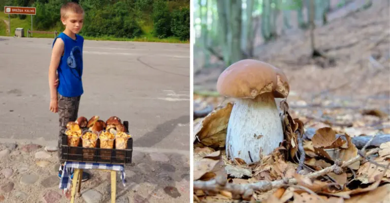 Stovi kokių 9-erių berniukas šalikelėje. Parduoda grybus…