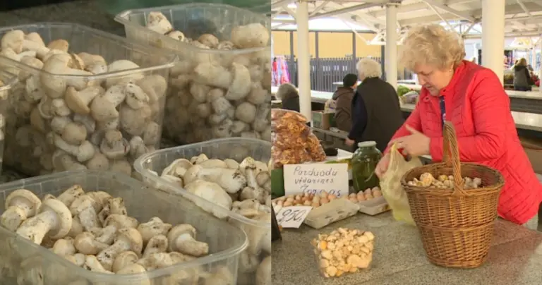 Kaip niekada ankstyvas grybų sezonas – už kilogramą prašo 14 eurų