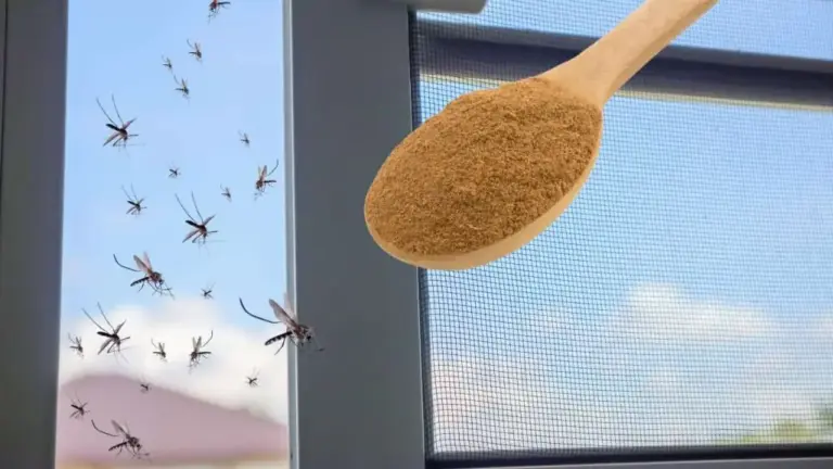 Galingiausias insekticidas nuo uodų yra virtuvėje: jūs priverčiate juos išnykti nemokamai