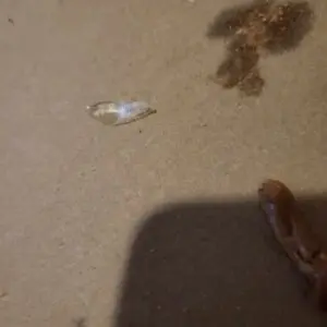 Šiurpinantį radinį picoje radusi klientė picerijos buvo išvadintas aferiste