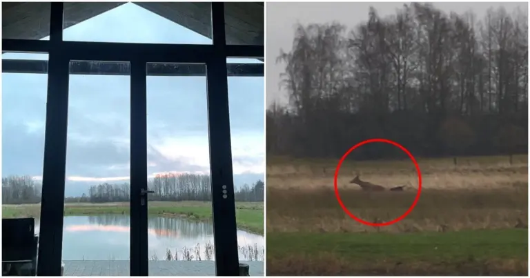 Išvykusi atostogauti į mišką vilnietė pakraupo, ką išvydo: „Nenustojo drebėti rankos“