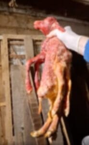 Išvydę, kokį ėriuką atsivedė avis, Lietuvos ūkininkai buvo šokiruoti: dar to neteko matyti