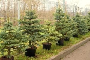 Už 1 daikto išmetimą į konteinerį Lietuvoje gresia 600 eurų bauda: žino ne visi