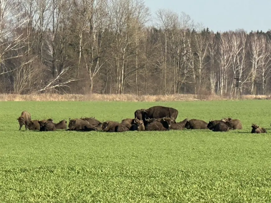 Stumbrų banda (nuotr. Kas vyksta Kaune)
