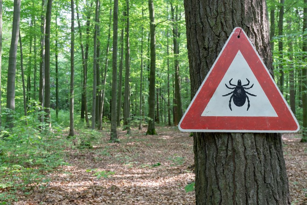 Erkės (nuotr. Shutterstock.com)