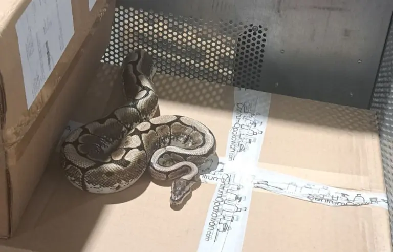Išgąstis net ir visko mačiusiems: Kaune iš siuntos išlindo pitonas (Video)