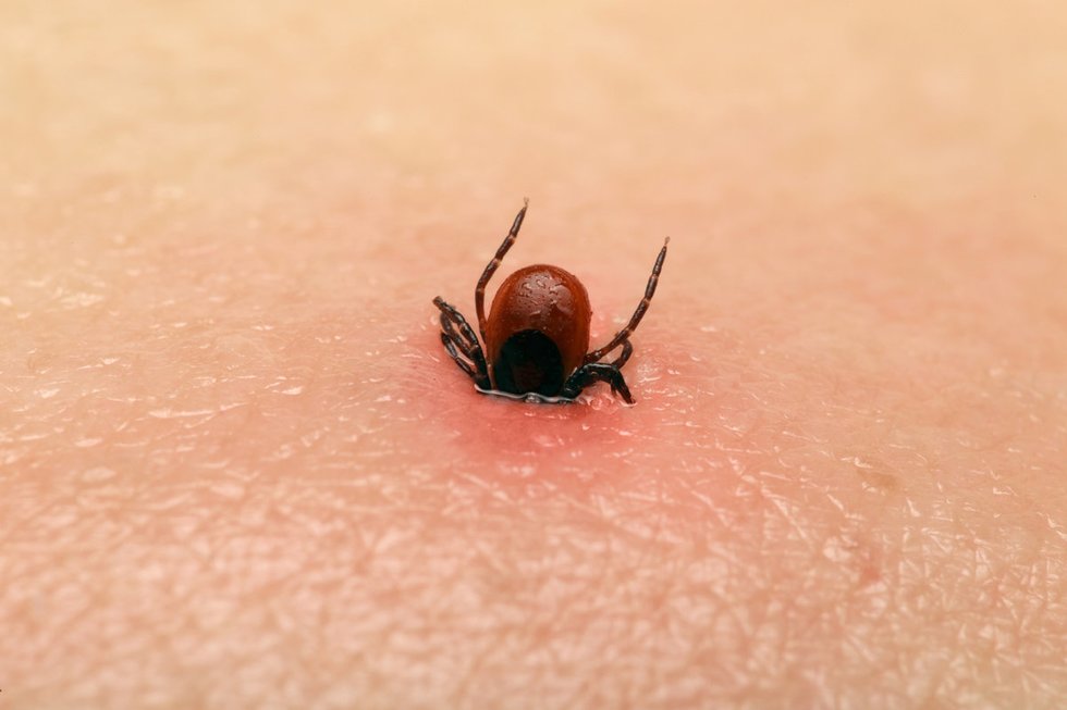 Erkė (nuotr. Fotolia.com)