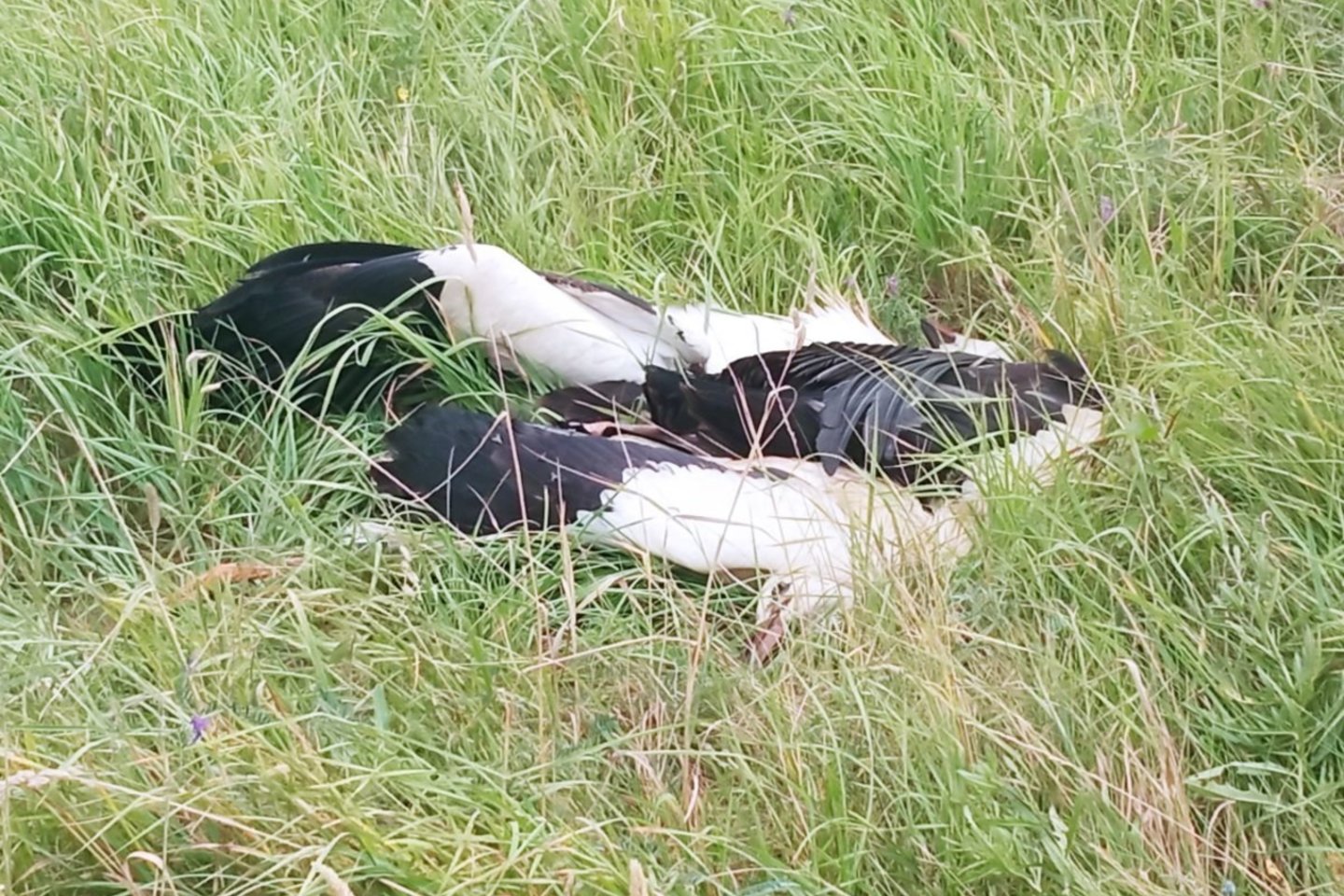 Kėdainių rajono gyventojus sukrėtė pamatytas vaizdas – ant aukštos įtampos elektros laidų kabėjo du negyvi gandrai.<br />Dimitrijaus Kuprijanovo nuotr.” class=”lazyload”></a></p>
<p><strong>Ragina žmones</strong></p>
<p>ESO ragina visuomenę atsakingai žiūrėti į paukščių apsaugą – nekurdinti gandrų ant elektros stulpų. Gandrų labui, taip pat prašo gyventojų ar savivaldos pagalbos bei visų rūpestingų žmonių įsitraukimo, randant ir padedant gandrams įsikurti natūraliose perimvietėse – medžiuose, o ne ant elektros tinklo atramų.</p>    </div><!-- .entry-content -->

</article>








    <div class=