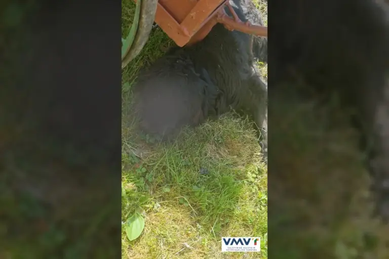 Kuršėnuose – žvėriškas moters poelgis su šunimi: ilgą laiką kankino taip, kad niekas nebegalėjo padėti