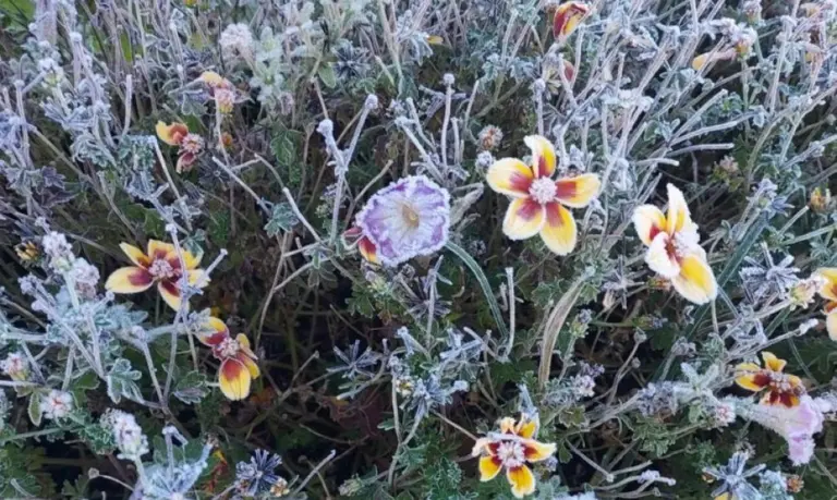 Meteorologai įspėja apie stichines šalnas: gali būti ir 9 laipsniai šalčio