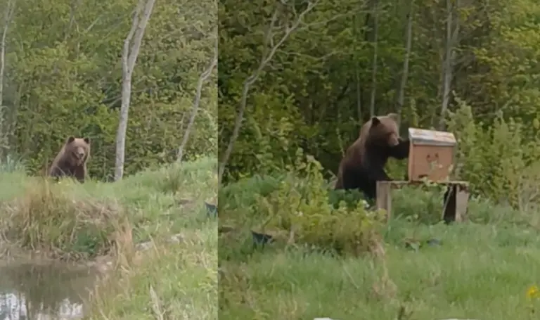 Sodyboje prie Ignalinos vidury baltos dienos šeimininkavo meška (Vide)