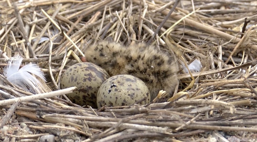  (nuotr. stop kadras)