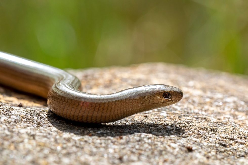 Gluodenas