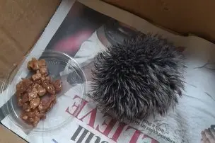 Moters namo parsineštas „ežiukas“ (nuotr. Facebook / stop kadras) Moters namo parsineštas „ežiukas“ (nuotr. Facebook / stop kadras)