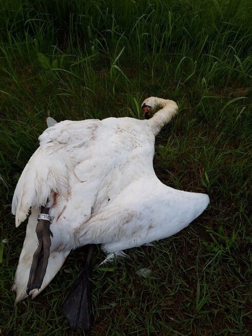 Partrenkta gulbė (nuotr. feisbuko grupės) ( nuotr. autorių) Partrenkta gulbė (nuotr. feisbuko grupės) ( nuotr. autorių)