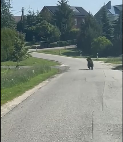 Meška pastebėta Vilniaus apylinkėse (nuotr. Facebook grupės) Meška pastebėta Vilniaus apylinkėse (nuotr. Facebook grupės)