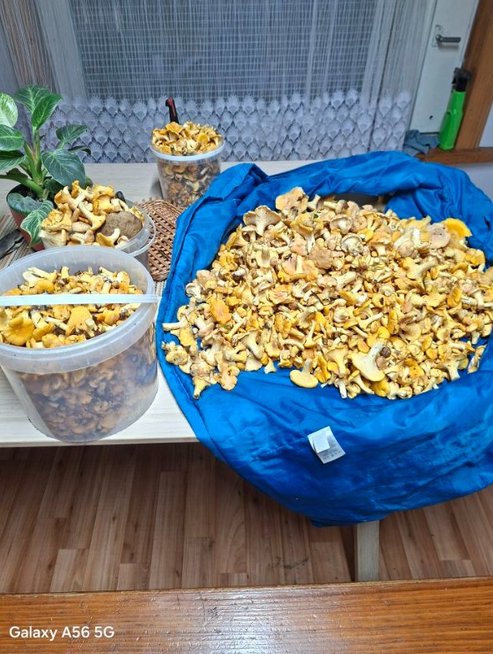 Alvydo grybai (nuotr. asm. archyvo) Alvydo grybai (nuotr. asm. archyvo)