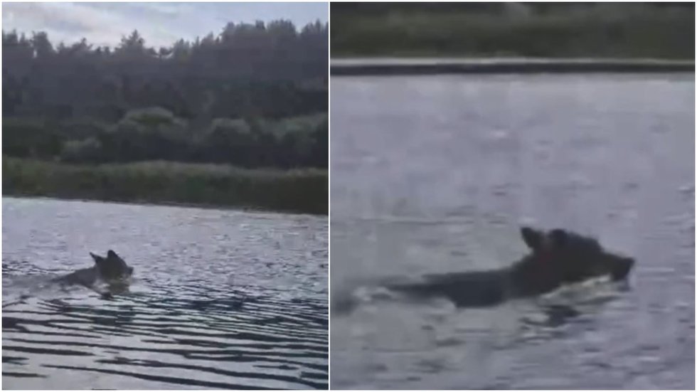 To kasdien neišvysi: nufilmavo Nemunu plaukiantį vilką (nuotr. stop kadras) To kasdien neišvysi: nufilmavo Nemunu plaukiantį vilką (nuotr. stop kadras)