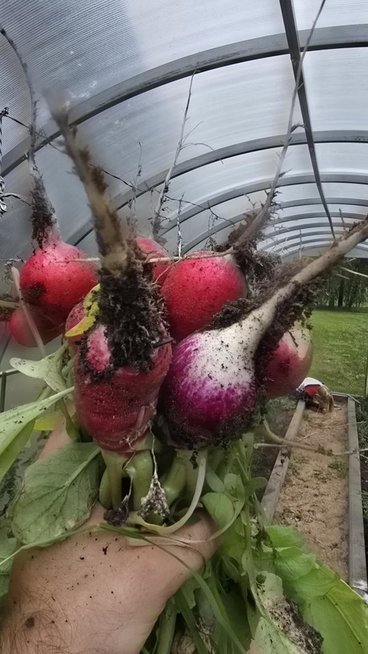 Mantas Vygantas įsileido į savo sodą Mantas Vygantas įsileido į savo sodą