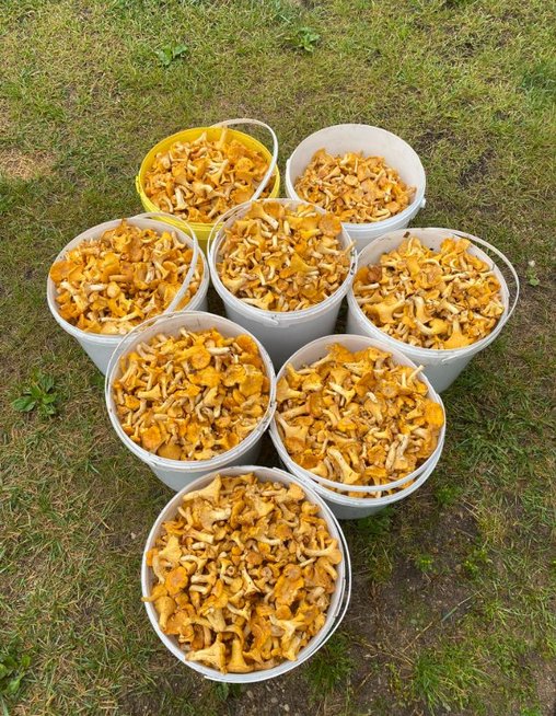 Ramunės grybai (nuotr. asm. archyvo) Ramunės grybai (nuotr. asm. archyvo)