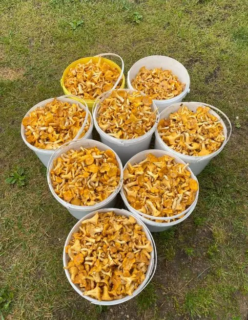 Ramunės grybai (nuotr. asm. archyvo) Ramunės grybai (nuotr. asm. archyvo)