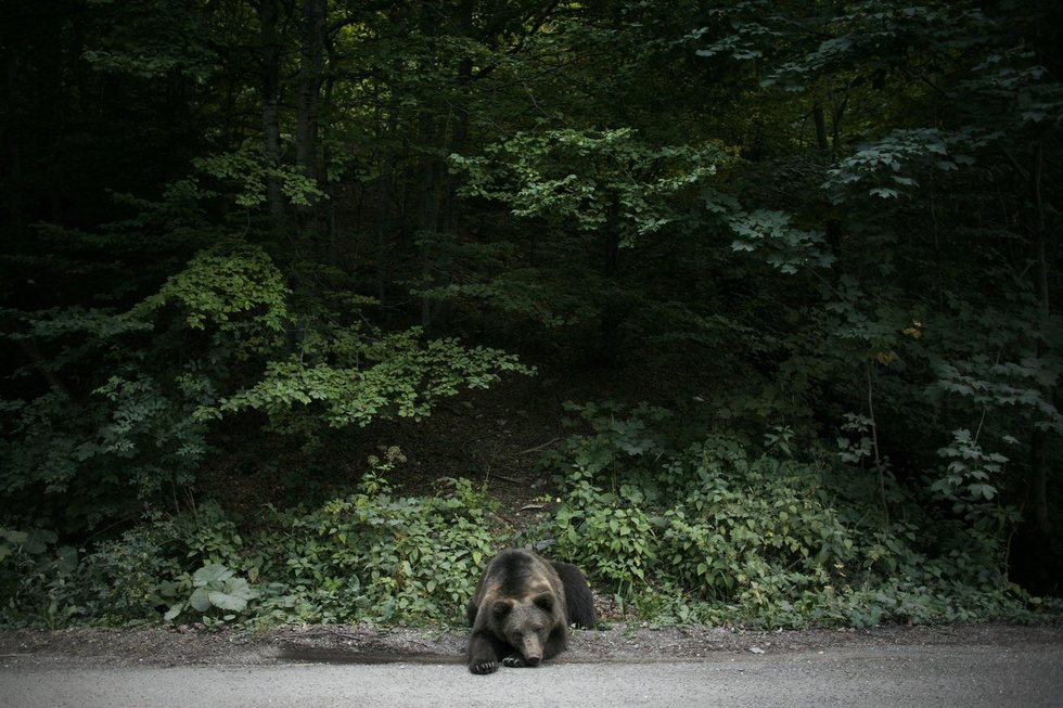 Lokys Sinajos mieste, Rumunija (nuotr. SCANPIX) Lokys Sinajos mieste, Rumunija (nuotr. SCANPIX)