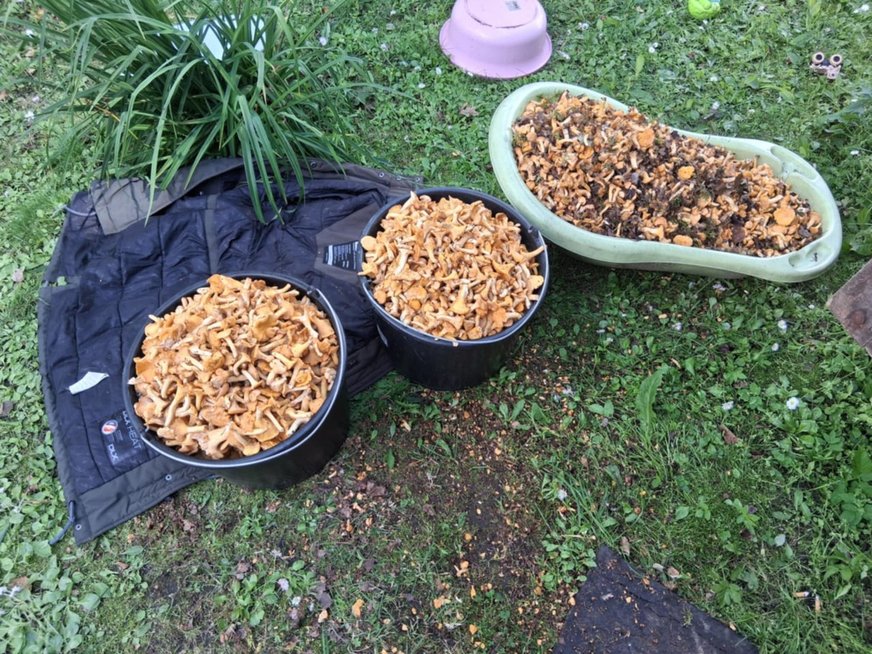 Alvitos grybai (nuotr. asm. archyvo) Alvitos grybai (nuotr. asm. archyvo)