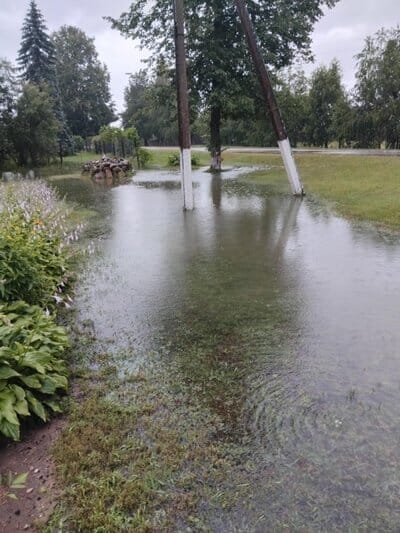 Liūtis skandina pievą ir Vilniaus rajone