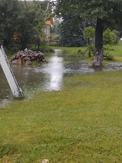Liūtis Vilniaus rajone