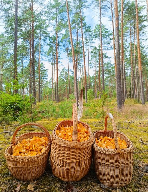 Kristinos grybai (nuotr. asm. archyvo) Kristinos grybai (nuotr. asm. archyvo)