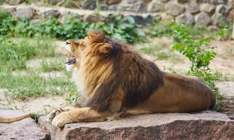 Nebemylite savo augintinio? Prašo paaukoti jį suėsti zoologijos sodo plėšrūnams
