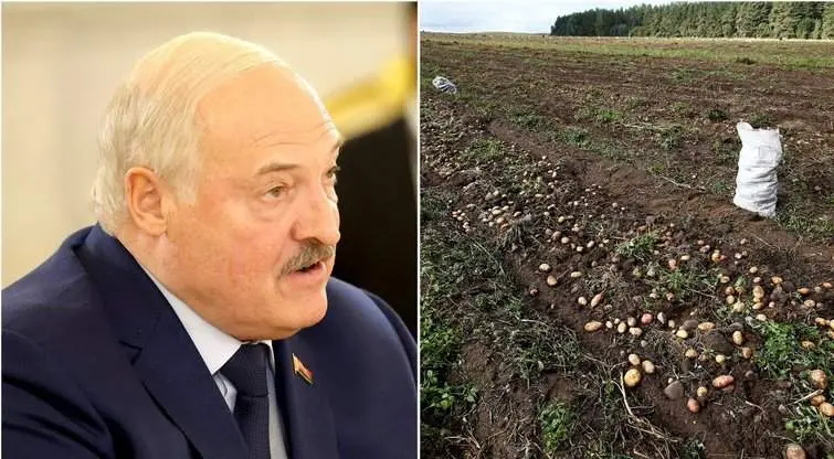 Baltarusijoje – drama dėl bulvių: Lukašenka įsiuto