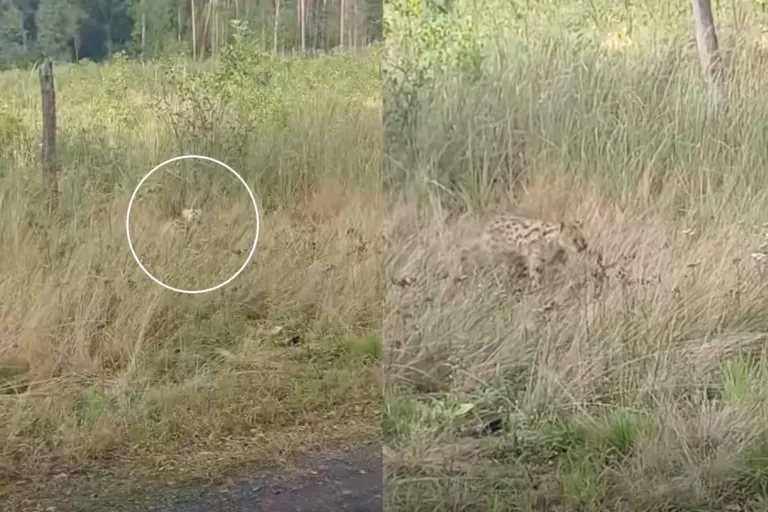 Girininkai patys nepatikėjo, ką užfiksavo: prašo saugotis ir pranešti pamačius