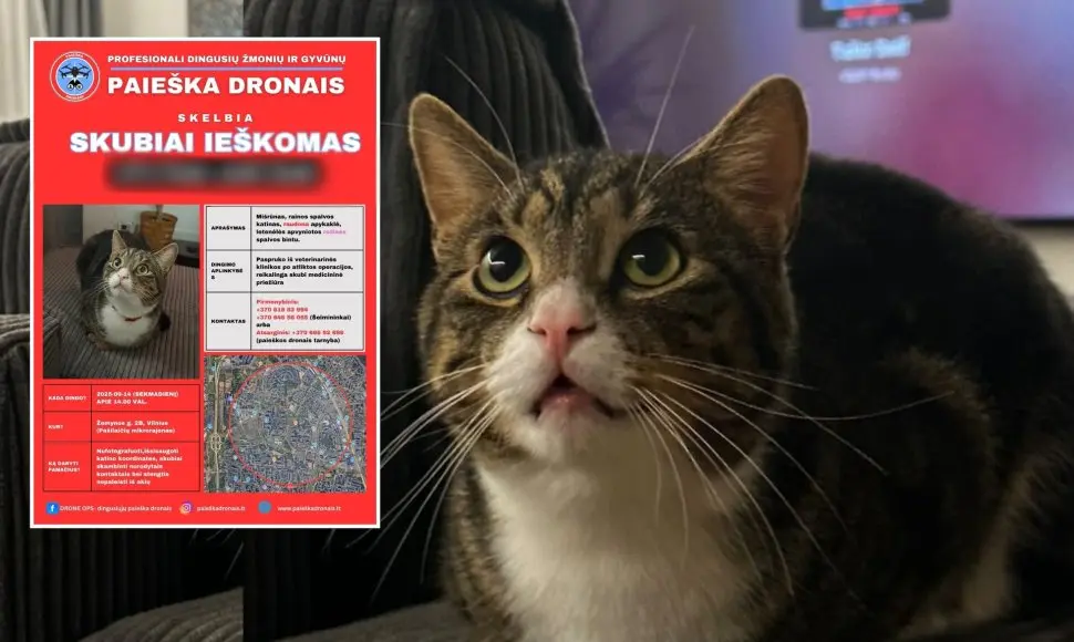 Vilnius keliamas ant kojų: dingęs katinas Dyzelis – ieškomas masiškai, žadamas keturženklis atlygis