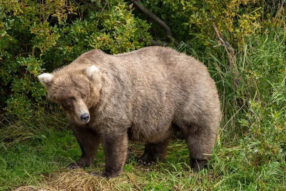 Meška užpuolė moterį prie pat namų: kaimynas aptiko ją sunkiai sužeistą (nuotr. SCANPIX) Meška užpuolė moterį prie pat namų: kaimynas aptiko ją sunkiai sužeistą (nuotr. SCANPIX)