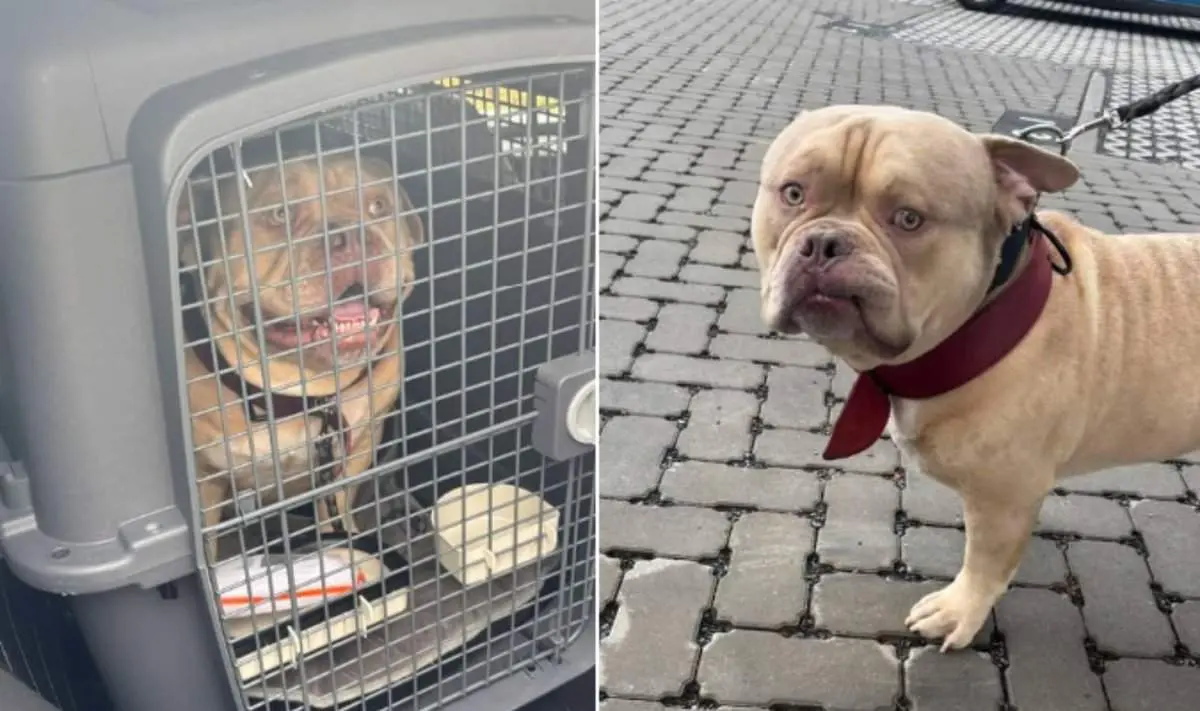 Sužinojusi, kad negali skristi kartu, savo šunį moteris paliko likimo valiai