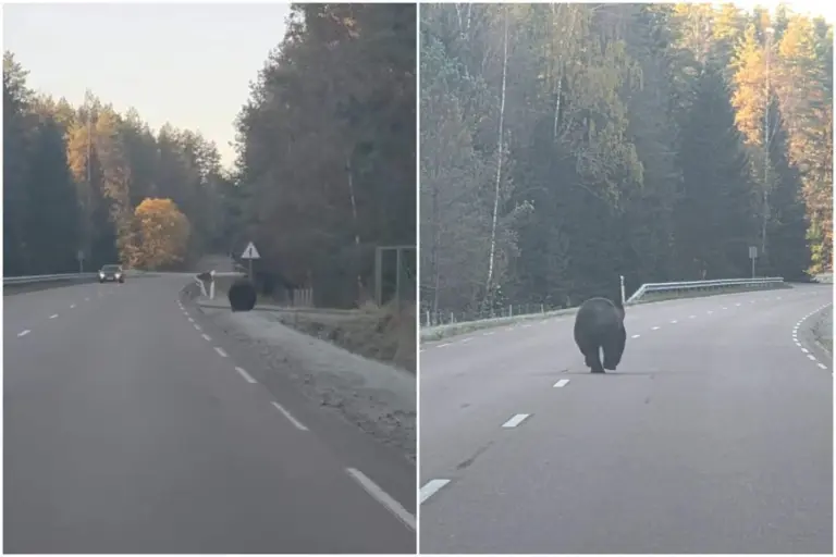 Lietuvoje vėl pastebėta meška: bėgo keliu, ieškodama atvirų vartų į mišką (Video)