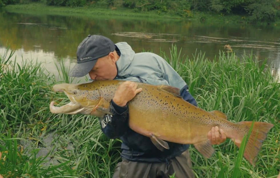 Sauliaus pagauta lašiša (nuotr. stop kadras) Sauliaus pagauta lašiša (nuotr. stop kadras)