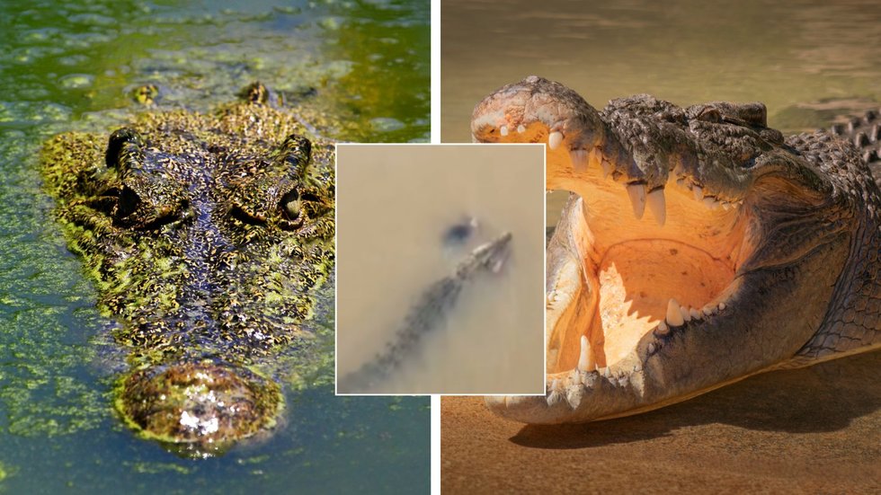 Krokodilas užpuolė moterį (tv3.lt koliažas) Krokodilas užpuolė moterį (tv3.lt koliažas)