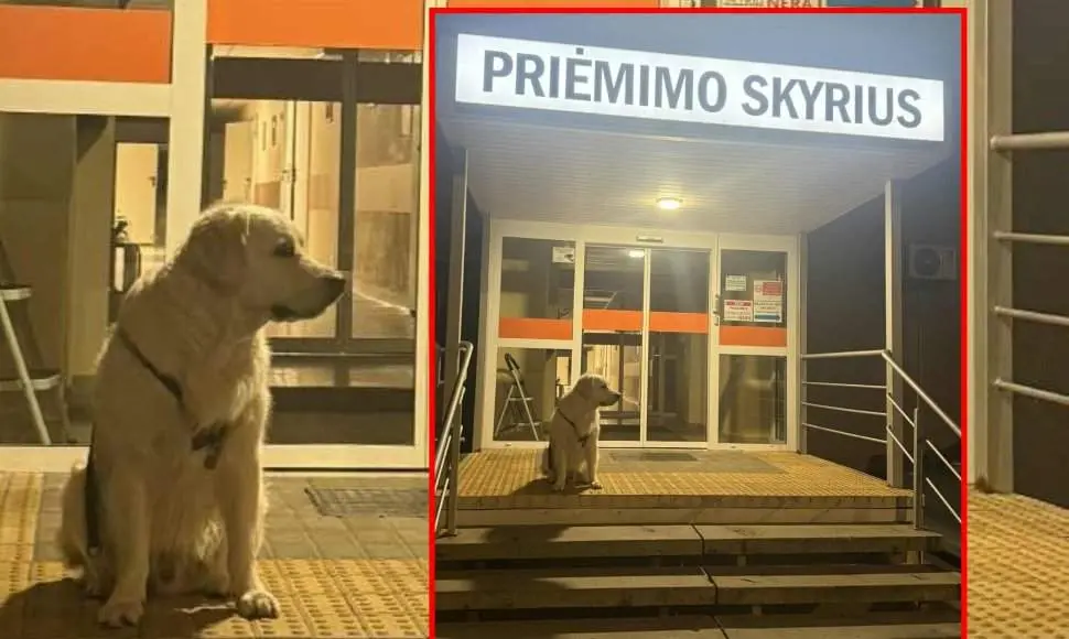 Plinta ašarą spaudžianti nuotrauka su šuneliu – paaiškėjo, ko jis laukė prie vienos Lietuvos ligoninės