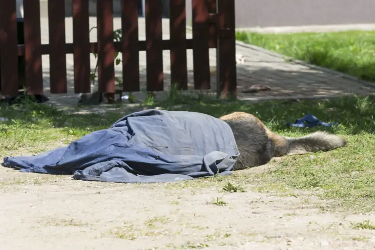 Šunį daužė, kol turėjo jėgų, smaugė, o tada pribaigė pakardami: ypač žiauriai šunį nukankinusiai porelei – lengvinančios aplinkybės