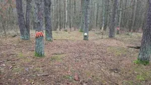 Išvydęs vaizdą miške kaunietis negalėjo patikėti savo akimis: to nebuvo matęs Išvydęs vaizdą miške kaunietis negalėjo patikėti savo akimis: to nebuvo matęs
