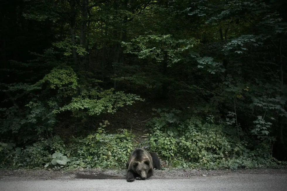 Lokys Sinajos mieste, Rumunija (nuotr. SCANPIX) Lokys Sinajos mieste, Rumunija (nuotr. SCANPIX)