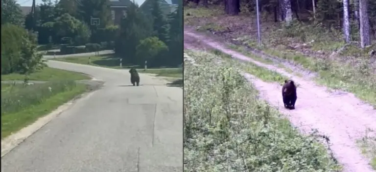 Meška jau užfiksuota ir Vilniaus apylinkėse: laksto tarp gyvenamųjų namų