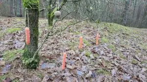 Išvydęs vaizdą miške kaunietis negalėjo patikėti savo akimis: to nebuvo matęs Išvydęs vaizdą miške kaunietis negalėjo patikėti savo akimis: to nebuvo matęs